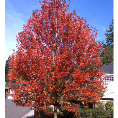 MAPLE, AUTUMN BLAZE 10 GALLON