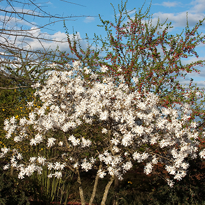 MAGNOLIA, STELLATA ROYAL STAR 5G