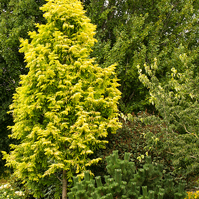 Gold Rush Dawn Redwood (2")