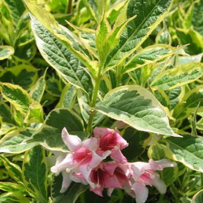 WEIGELA, VARIEGATED DWARF 3-5 G