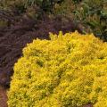 BARBERRY, GOLDEN NUGGET 1 GALLON