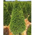 YEW, CAPITATA 18"