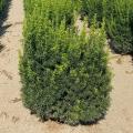 YEW, HICKSII 3-5 GALLON