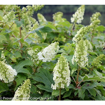 Gatsby Gal® Oakleaf Hydrangea 2G