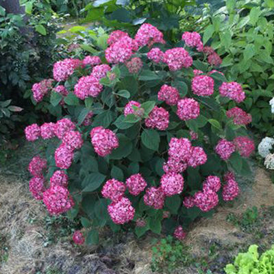 HYDRANGEA, INVINCIBELLE RUBY 2 G