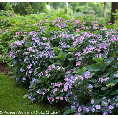 Tuff Stuff Reblooming Mountain Hydrangea 2G