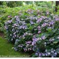 Tuff Stuff Reblooming Mountain Hydrangea 2G