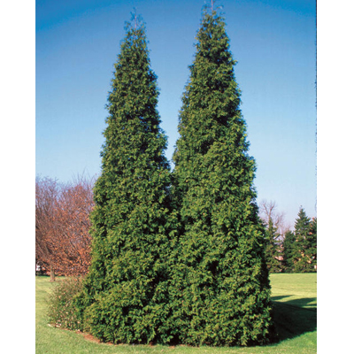 ARBORVITAE, SPRING GROVE 5-6'