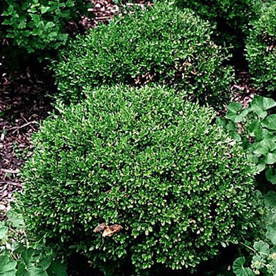 Wintergreen Boxwood 1G