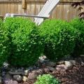 Winter Gem Boxwood 1G