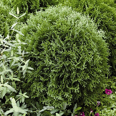 Little Giant Arborvitae 2G