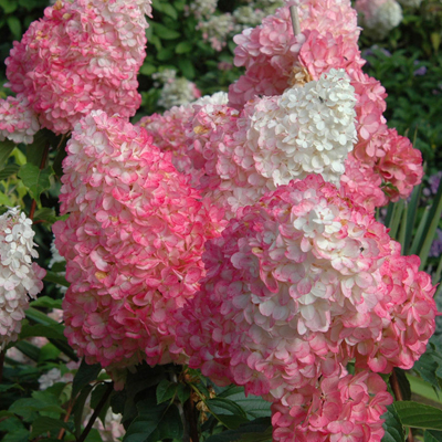 Vanilla Strawberry Hydrangea 3-5G