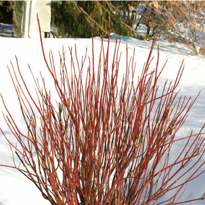 DOGWOOD, ARCTIC FIRE 3-5 GALLON