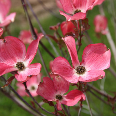 DOGWOOD, CHEROKEE BRAVE 4'