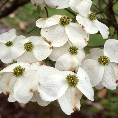 White Cloud Nine Dogwood 4'