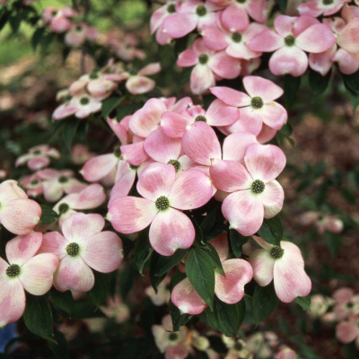 DOGWOOD, STELLAR PINK 5'