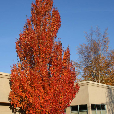 Red Armstrong Maple  3"