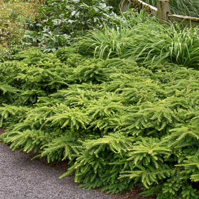 YEW, EMERALD SPREADER 2 GALLON