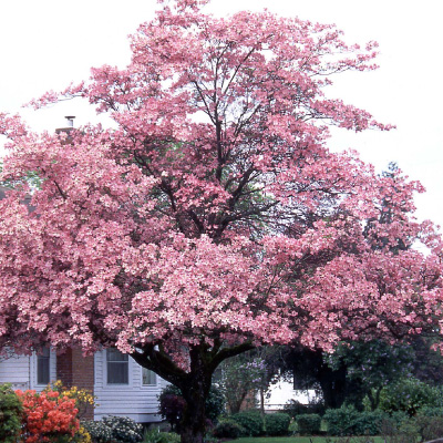 DOGWOOD, PINK 6'