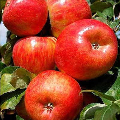 Honeycrisp Apple Tree (7 Gal)