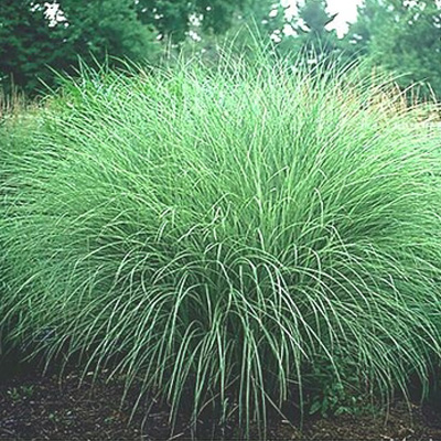 GRASS, MAIDEN MORNING LIGHT 2 G