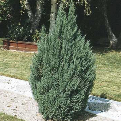 Blue Point Juniper 8"