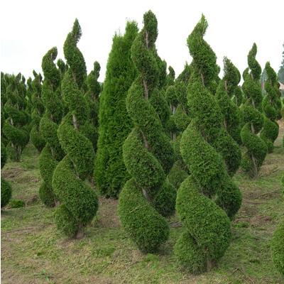 Arborvitae Spiral Evergreen 5' 