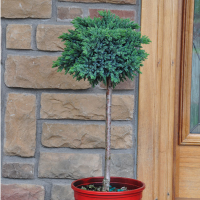 JUNIPER, BLUE STAR 24" STD