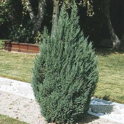 Blue Point Juniper 5G