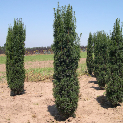 YEW, FASTIGIATA 7 GALLON