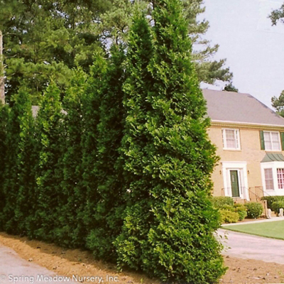 ARBORVITAE, AMERICAN PILLAR 3-5G