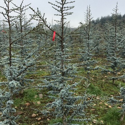 Blue Atlas Cedar 7G