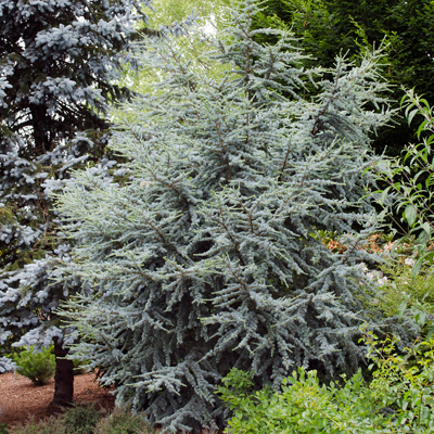 Hortsmann Blue Atlas Cedar 4-5'