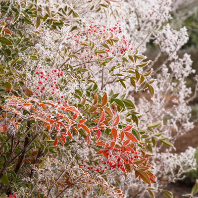 NANDINA, DOMESTICA 3-5 GALLON