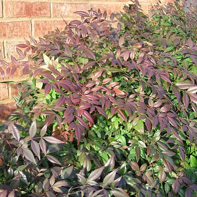 NANDINA, SUNRAY 3-5 GALLON