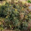 MAHONIA 3-5 GALLON