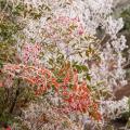 NANDINA, DOMESTICA 2 GALLON