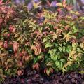 NANDINA, BLUSH PINK 3-5 GALLON