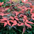 NANDINA, FLIRT 3-5 GALLON