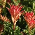 PIERIS, MOUNTAIN FIRE 3-5 GALLON