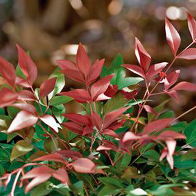 NANDINA, OBSESSION 3-5 GALLON