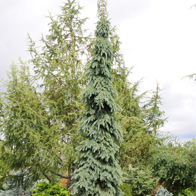 SPRUCE, WHITE WEEPING 5'