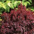 BARBERRY, CONCORDE 2 GALLON