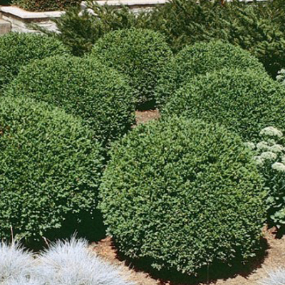 BOXWOOD, GREEN GEM 3-5 GALLON