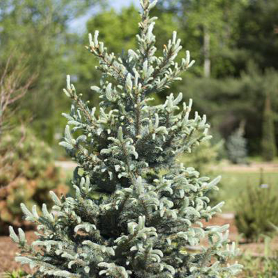 SPRUCE, BABY BLUE 3'