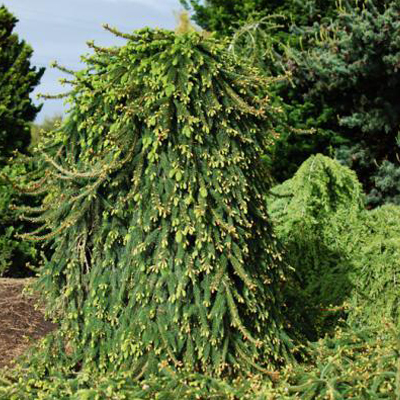 SPRUCE, WEEPING NORWAY 5 GALLON