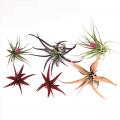 AIRPLANT