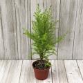 Lemon Cypress Cone 2"