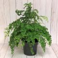 FERN MAIDENHAIR  6"