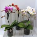 ORCHID PHALAENOPSIS 3.5"